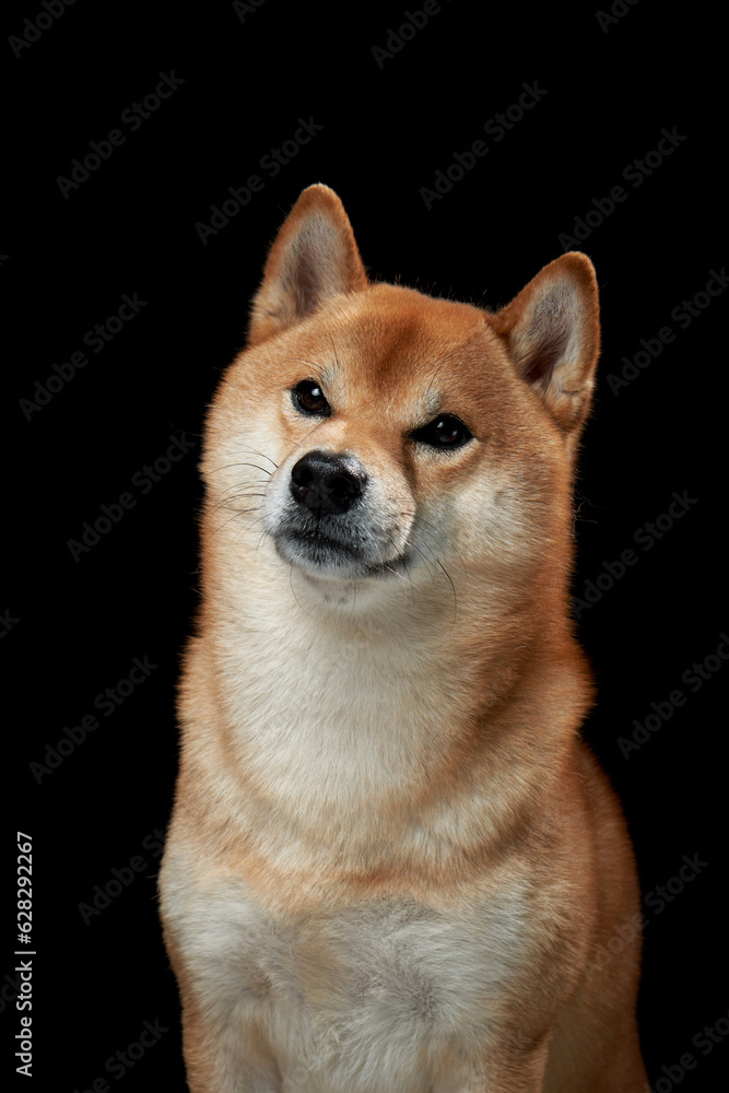 red dog on a black background. Beautiful Shiba Inu in the studio