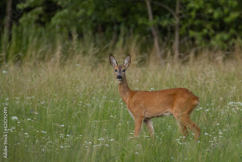 Fototapeta Naklejka Na Ścianę i Meble -  roe deer in the grass