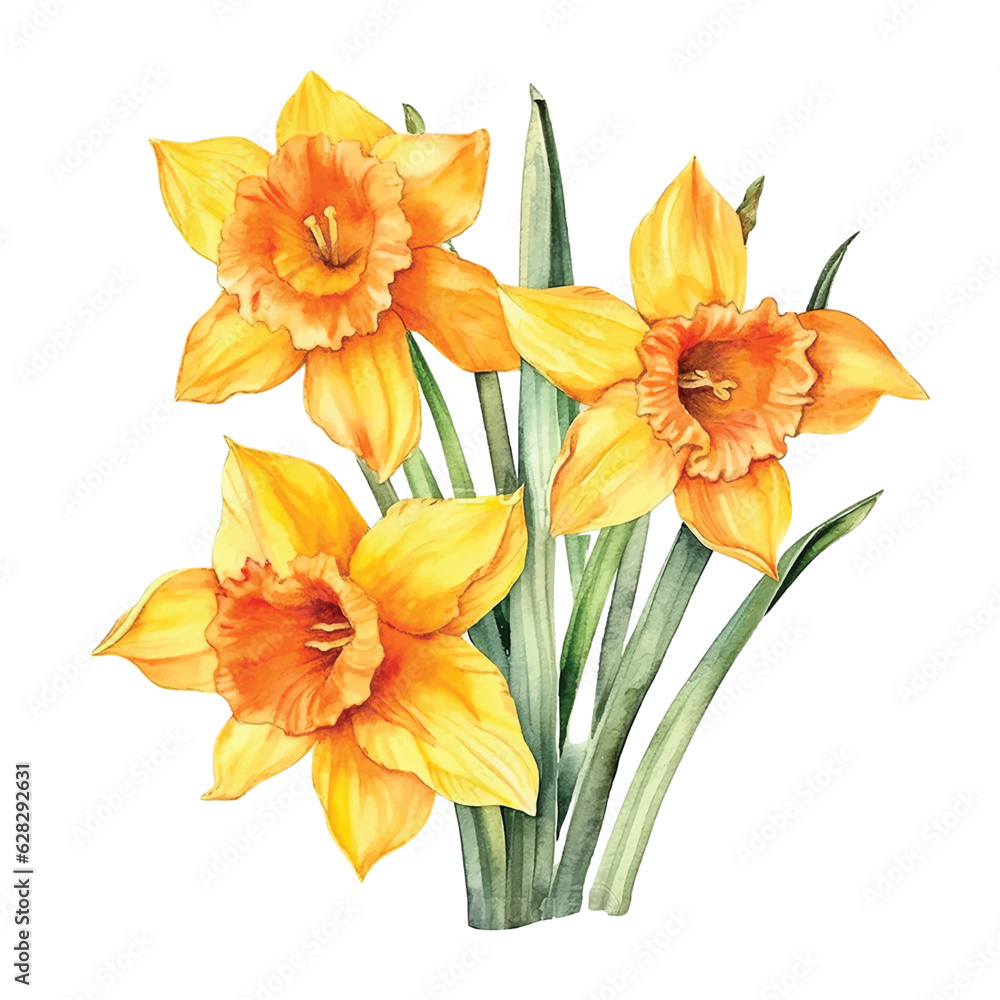 Daffodil flowers watercolor paint Daffodil flowers watercolor paint