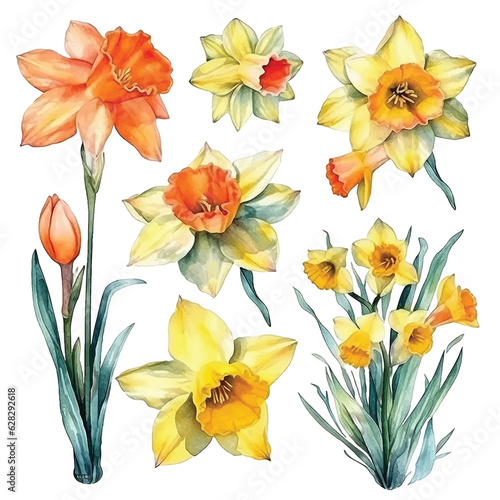 Daffodil flowers watercolor paint collection.