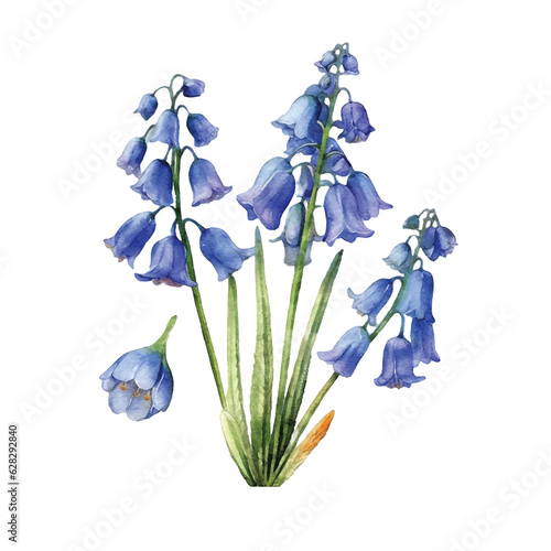  bluebell flowers watercolor paint photo