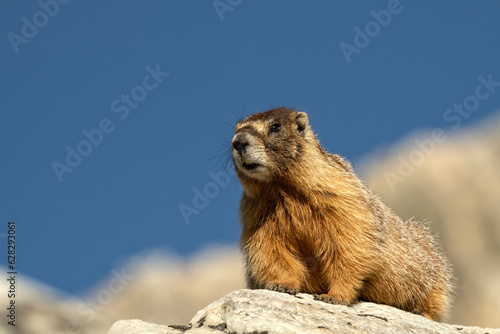 Yellow-bellied marmot (Marmota flaviventris) in Snowy Range; Wyoming 