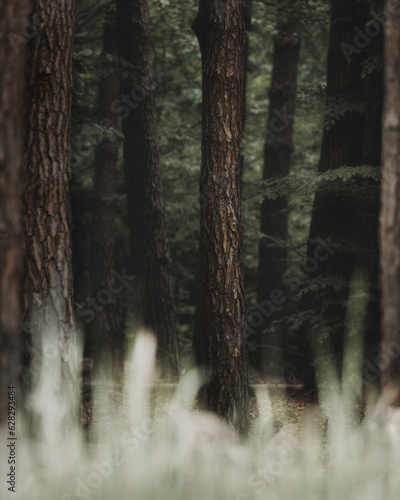 Fototapeta Naklejka Na Ścianę i Meble -  tree trunks among the dark forest (selective focus)