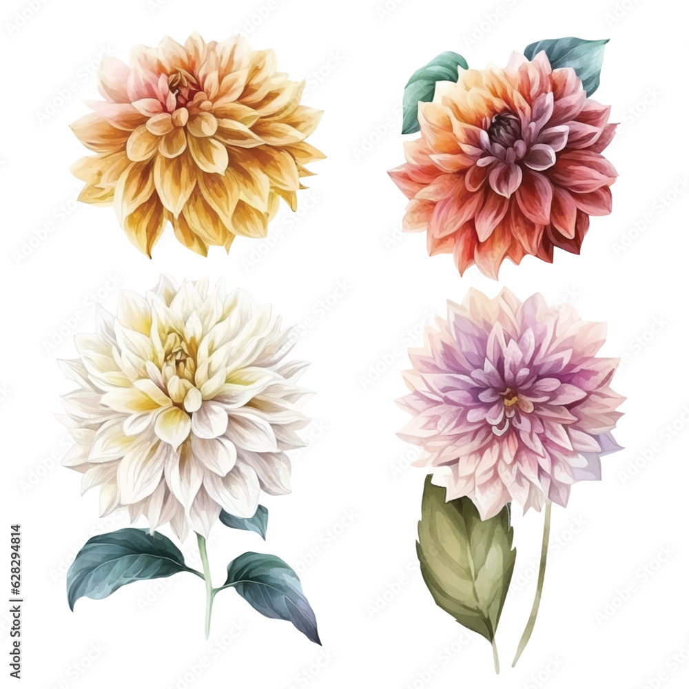  Set of Dahlia flowers watercolor paint collection