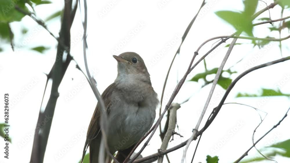 Closeup portrait of Thrush nightingale singing on a beautiful spring evening in a woodland in Estonia, Northern Europe Closeup portrait of Thrush nightingale singing on a beautiful spring evening in a woodland in Estonia, Northern Europe