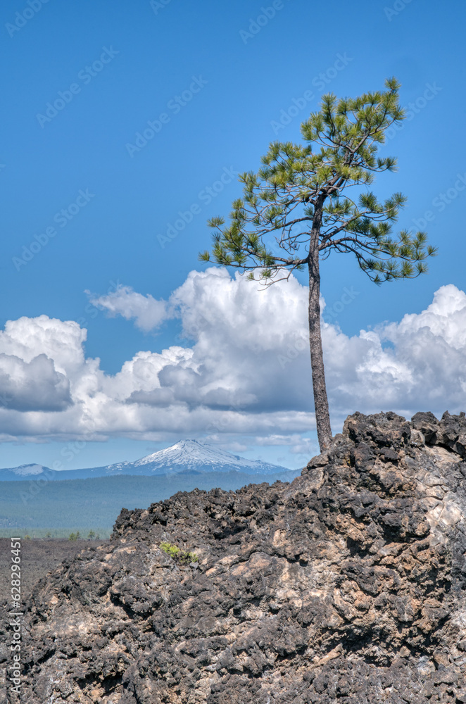 Lone Pine Tree in Lava Lands State Park in Oregon