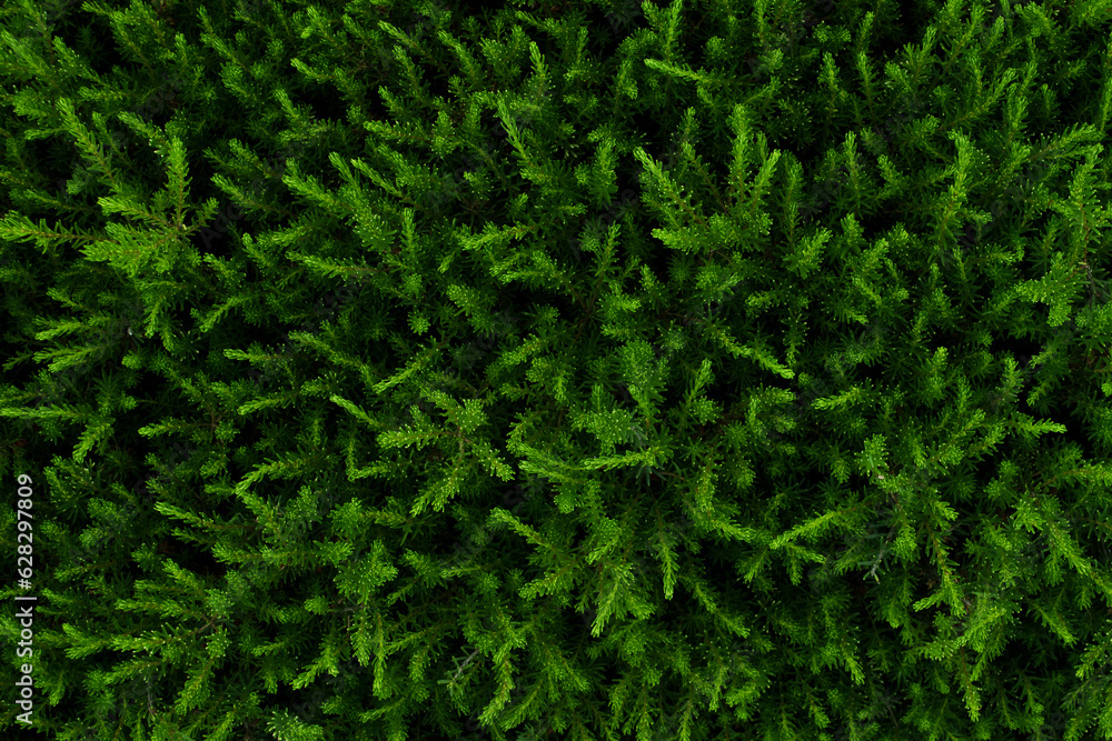 green grass background, nature photography, eco background, green leaves realistic seamless background green grass background, nature photography, eco background, green leaves realistic seamless background
