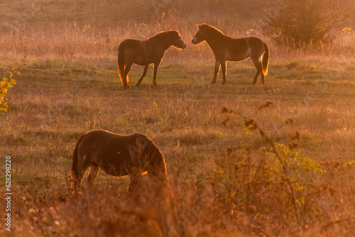 Wild horses  Equus ferus  in a reserve near Milovice  Czechia