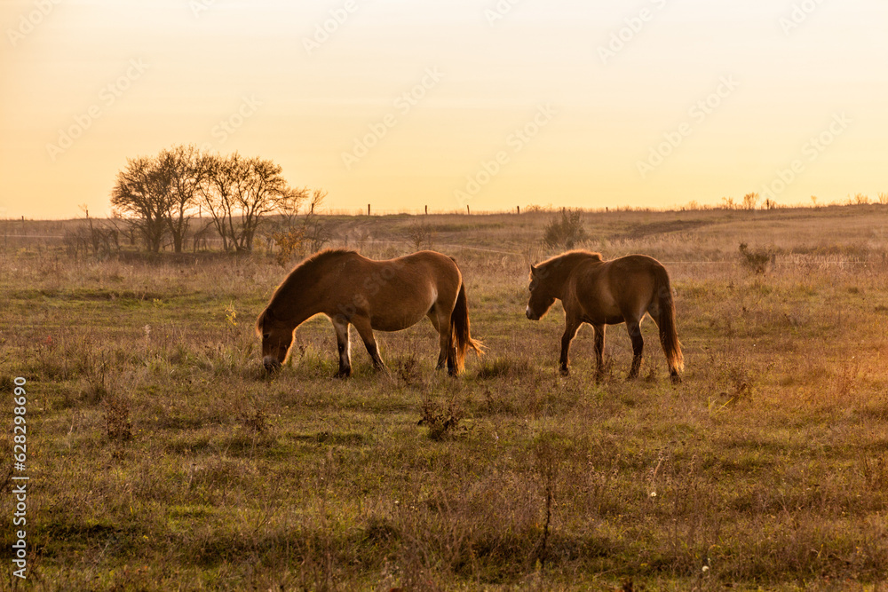 Exmoor pony horses in Milovice Nature Reserve, Czech Republic