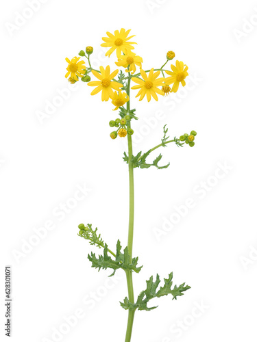 Yellow flowers of Eastern groundsel  plant isolated on white, Senecio vernalis © emilio100