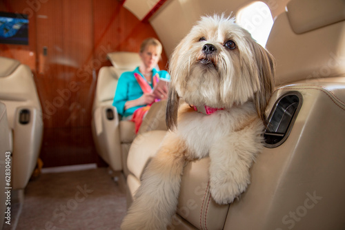 Close up Portrait of Family dog lying down on chair in cabin of private plane, older woman in background looking at tablet 