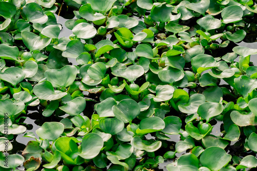 water hyacinth (Eichhornia crassipes) floating on the water (eceng gondok)  photo
