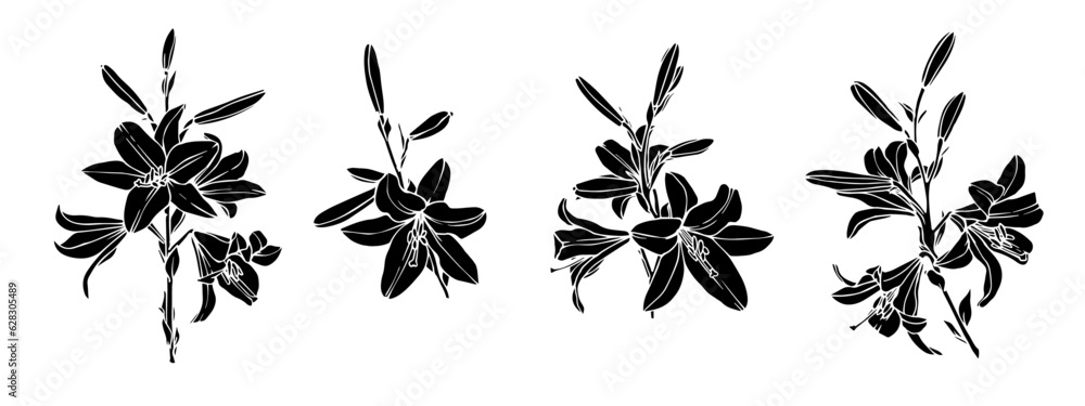 Set of lily flowers and buds. Vector graphics.