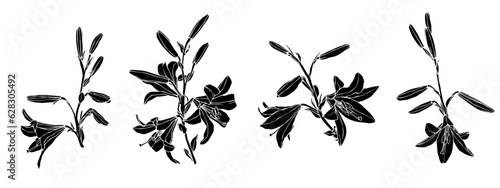 Set of lily flowers and buds. Vector graphics.