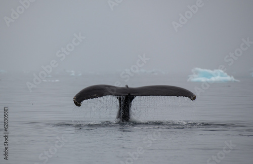 Whale tale emerging from water. Copyright Max Seigal Photography, www.maxwilderness.com