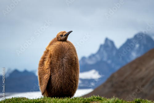 King Penguin chick standing in grass.