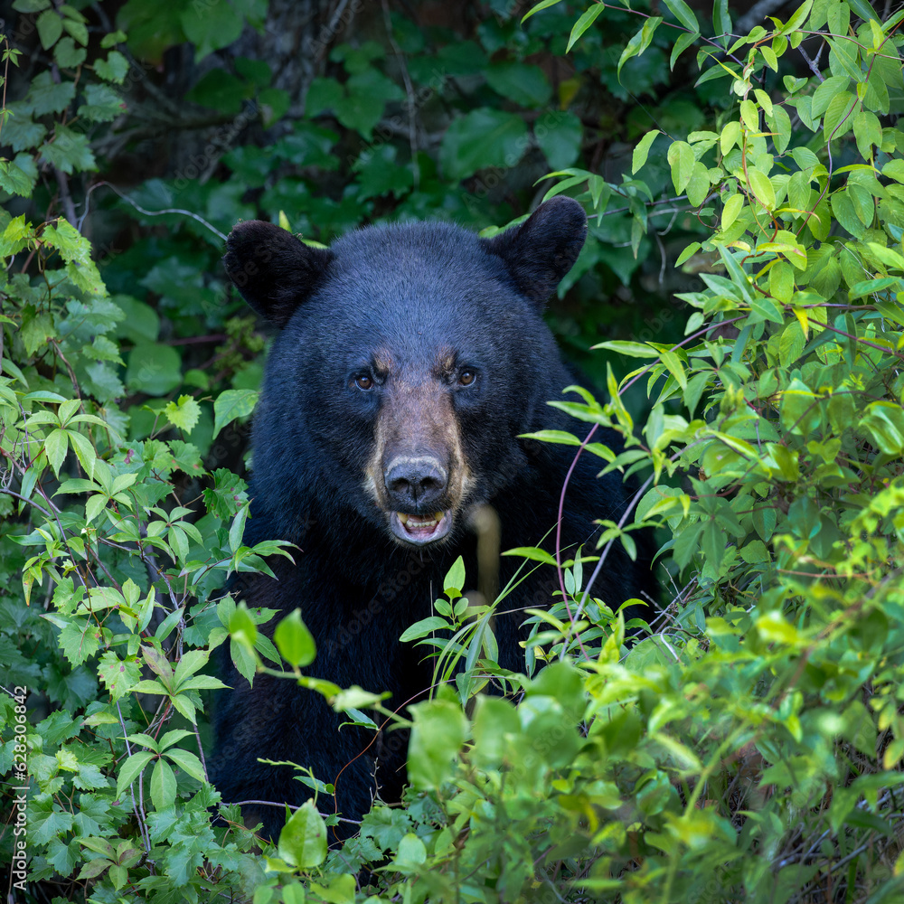 Black Bear in the Alligator River National Wildlife Refuge on the Albemarle Peninsula, Manns Harbor, North Carolina