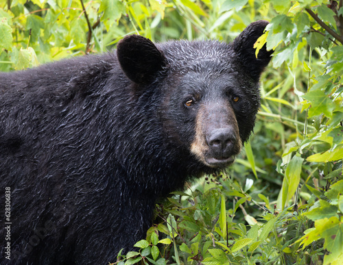 Wallpaper Mural Black Bear in the Alligator River National Wildlife Refuge on the Albemarle Peninsula, Manns Harbor, North Carolina Torontodigital.ca