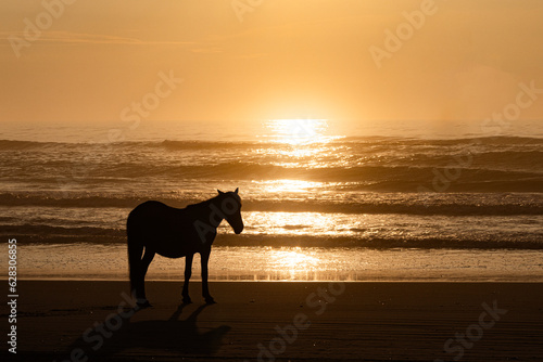 Wild horse on the beach at sunrise, Outer Banks, North Carolina photo
