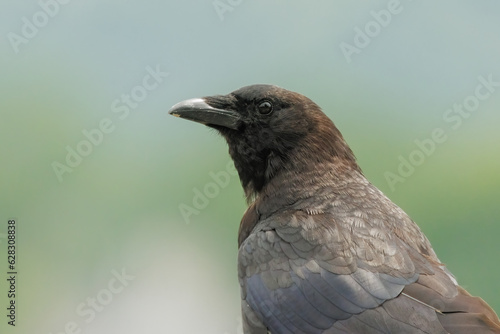 Close Up of a Crow