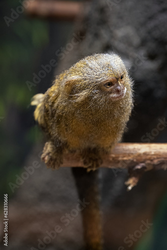 Small monkey Kosman sitting on a twig.
