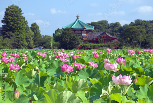 Lotus flowers at Shinobazu Pond in Ueno Park, Tokyo
