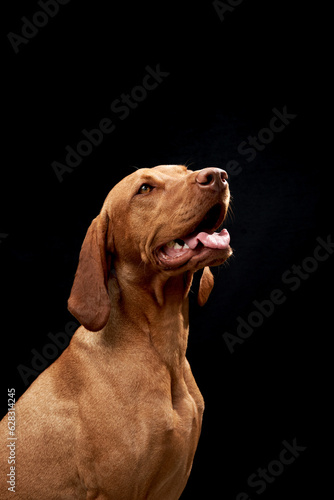 red dog on a black background. Beautiful Hungarian Vizsla in the studio