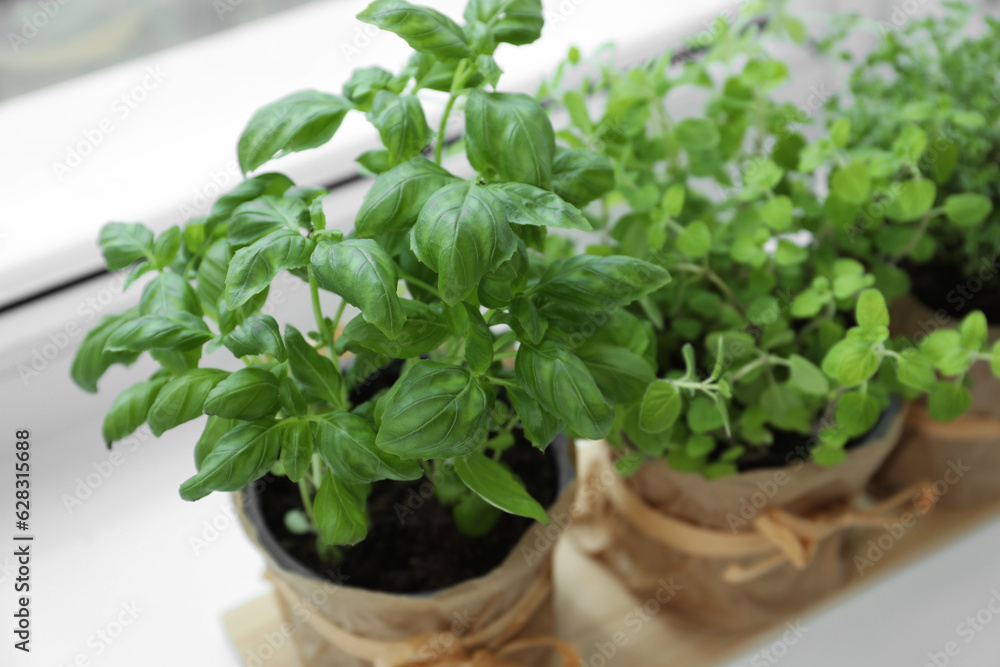 Different fresh potted herbs on windowsill indoors, closeup Different fresh potted herbs on windowsill indoors, closeup
