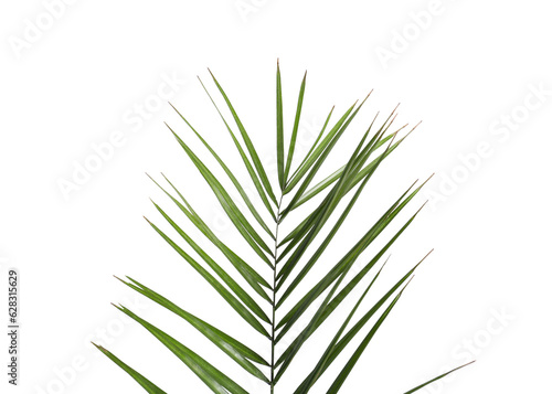 Green beautiful tropical leaf isolated on white