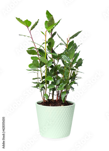 Beautiful bay tree with leaves growing in pot isolated on white