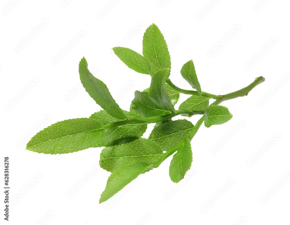 Obraz premium Bilberry branch with fresh green leaves isolated on white