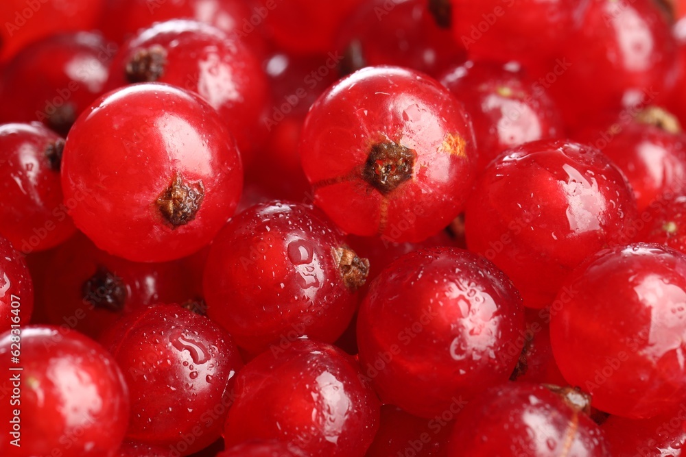 Wet fresh red currants as background, closeup Wet fresh red currants as background, closeup