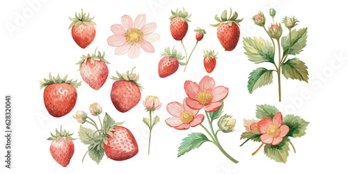 Watercolor Strawberry clipart for graphic resources