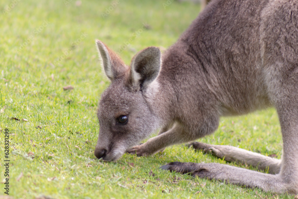 Fototapeta premium kangaroo in the grass