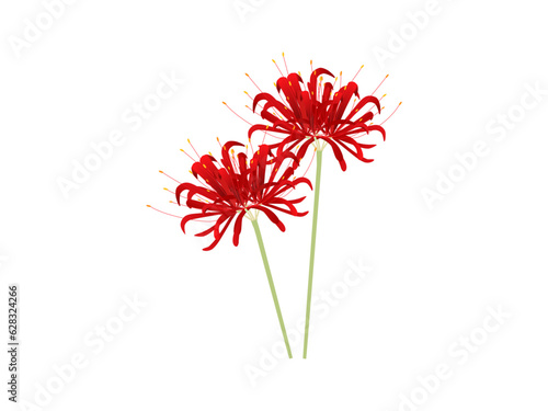 秋の真っ赤な花、彼岸花のイラスト