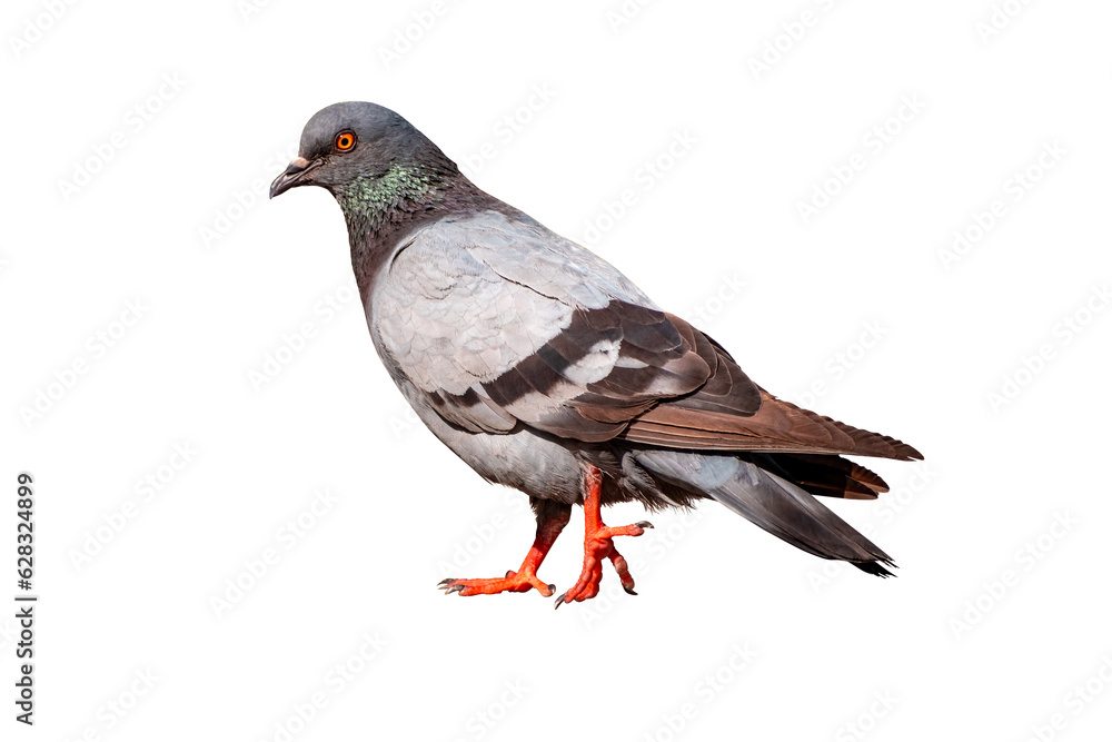 Full Body side view of pigeon bird standing and walking isolate on white background with clipping path, gray pigeon Full Body side view of pigeon bird standing and walking isolate on white background with clipping path, gray pigeon