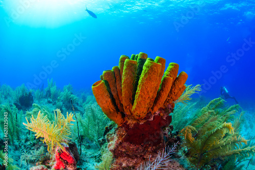 Yellow tube sponges in Turks and Caicos