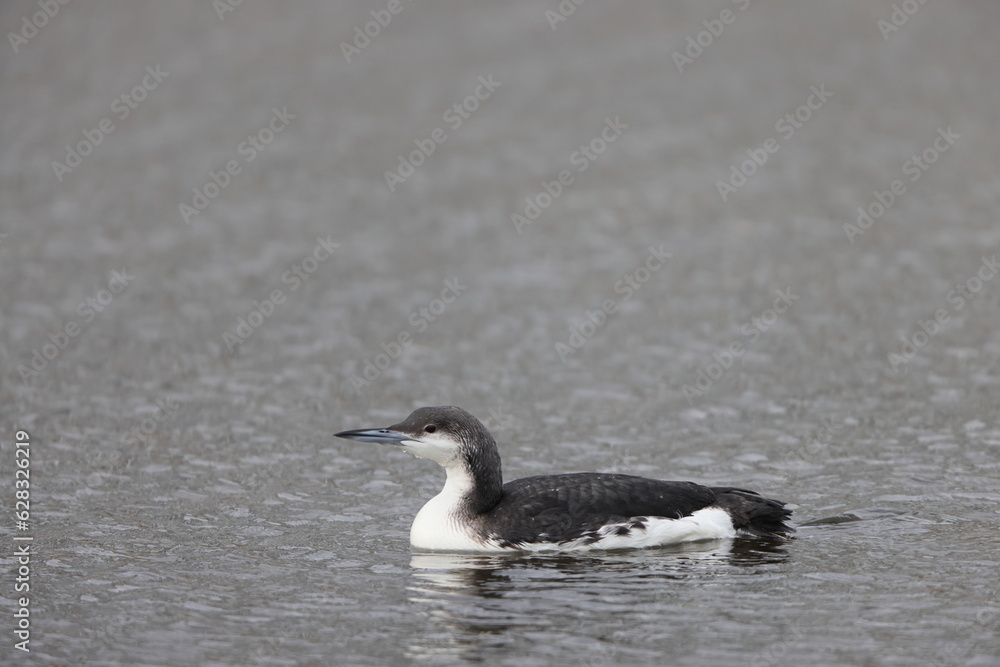 Fototapeta premium Black-throated Diver or Arctic Loon (Gavia arctica) in Japan