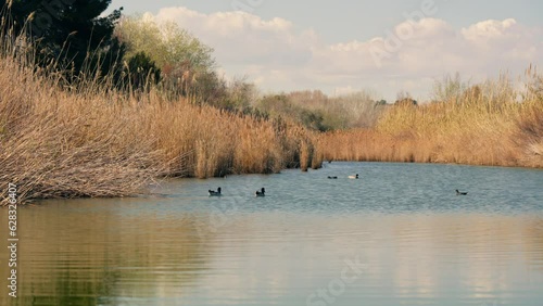 A group of ducks floating on top of a lake photo