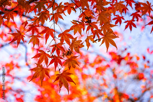 Beautiful Vivid Maple Leaves Turn into Red During the Autumn Season in Japan