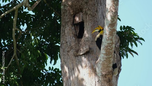 Watching over its mate that is inside the hollow of a trunk of a big tree, Great Hornbill Buceros bicornis photo