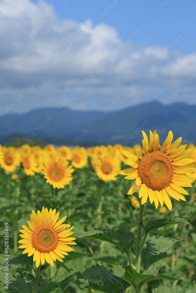 Fototapeta premium 琵琶湖畔のひまわり畑（Sunflower field by Lake Biwa）
