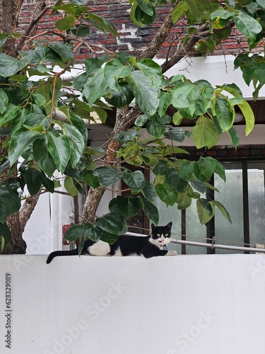 cat