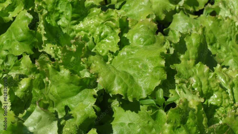 leaves of green lettuce growing on a plantation.harvesting green lettuce.agriculture, growing vegetables, herbs leaves of green lettuce growing on a plantation.harvesting green lettuce.agriculture, growing vegetables, herbs