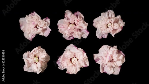 Time-lapse white pink flowers withering on black background. Time lapse blooming and withering flower texture. Soft color flower from full blossom to withered. Life and death, youth and aging concept