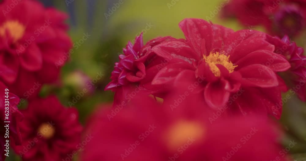 Water Sprinkling On Fresh Red Flowers. Water Sprinkling On Fresh Red Flowers.