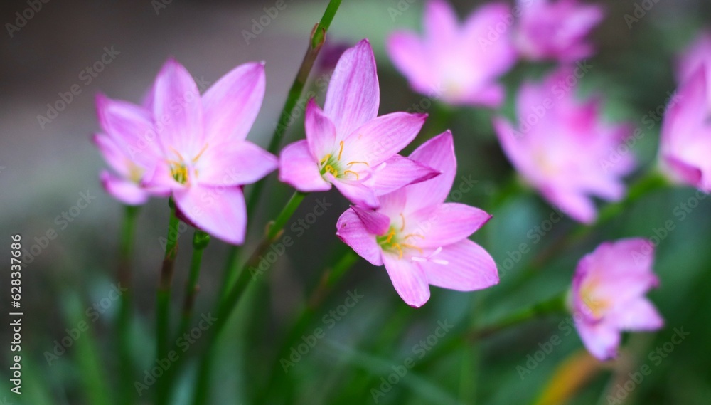 Pink flower known as rain lily or also called Zephyranthes rosea when it blooms in the morning Pink flower known as rain lily or also called Zephyranthes rosea when it blooms in the morning