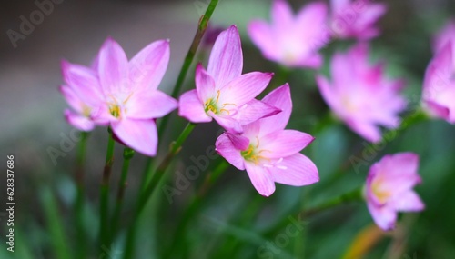 Pink flower known as rain lily or also called Zephyranthes rosea when it blooms in the morning