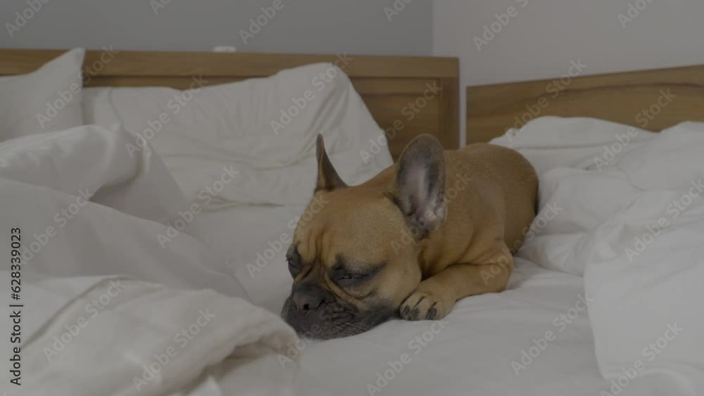 French Bulldog Sleeping In A Cozy Bed - close up French Bulldog Sleeping In A Cozy Bed - close up