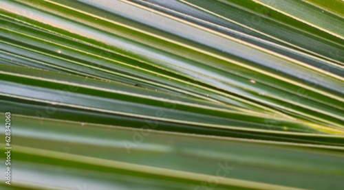 close up of palm leaf